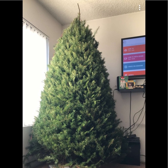Christmas trees - Picture 1 of 5